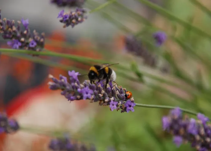 Mobile Im Mit Seezugang Dabel